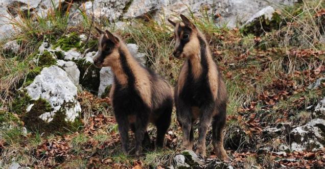 Ambiente Abruzzo - PARCO ABRUZZO: CONFORTANTI DATI SU POPOLAZIONE CAMOSCIO Ambiente Abruzzo - PARCO ABRUZZO: CONFORTANTI DATI SU POPOLAZIONE CAMOSCIO