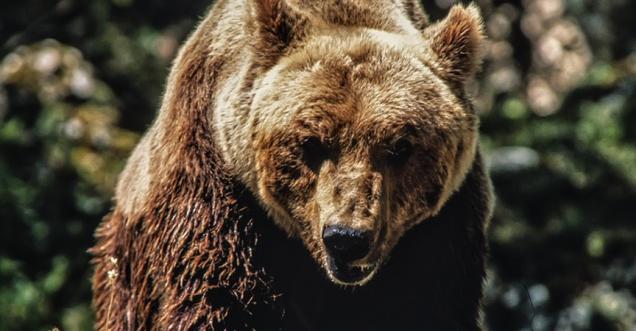 E SE SI INCONTRA UN ORSO? I CONSIGLI DEL WWF
