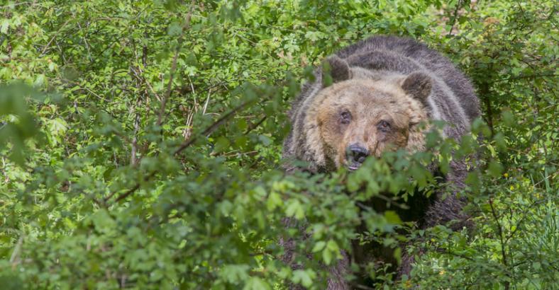 PARCO ABRUZZO: ORSA YOGA OSPITATA A PESCASSEROLI
