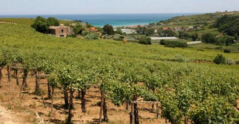 AGRICOLTURA: 2,8 MLN PER PROMOZIONE SU MERCATI EXTRA UE