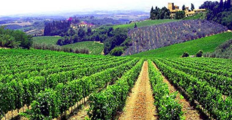 Economia Abruzzo - AGRICOLTURA: ABRUZZO, PUBBLICATO BANDO OCM VINO