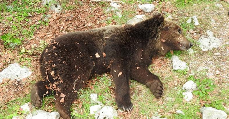 Ambiente Abruzzo - ORSO NEL LAZIO MORTO PER COMBATTIMENTO Ambiente Abruzzo - ORSO NEL LAZIO MORTO PER COMBATTIMENTO