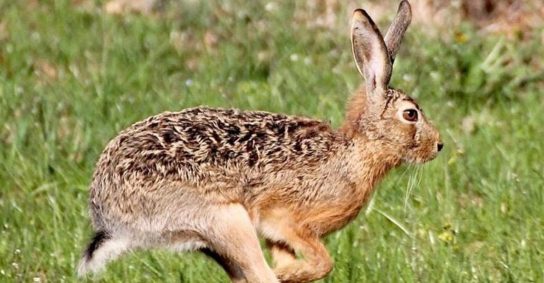 Ambiente Abruzzo - CACCIA: WWF SU SENTENZA TAR ABRUZZO, SALVATE 100 MILA LEPRI Ambiente Abruzzo - CACCIA: WWF SU SENTENZA TAR ABRUZZO, SALVATE 100 MILA LEPRI