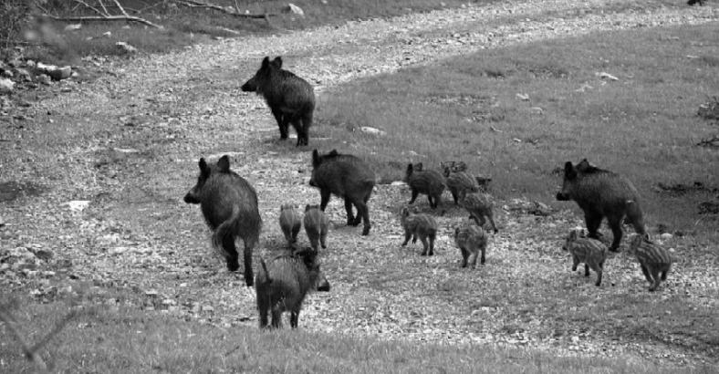 Ambiente Abruzzo - EMERGENZA CINGHIALI: WWF, CACCIA NON LA CONTIENE Ambiente Abruzzo - EMERGENZA CINGHIALI: WWF, CACCIA NON LA CONTIENE