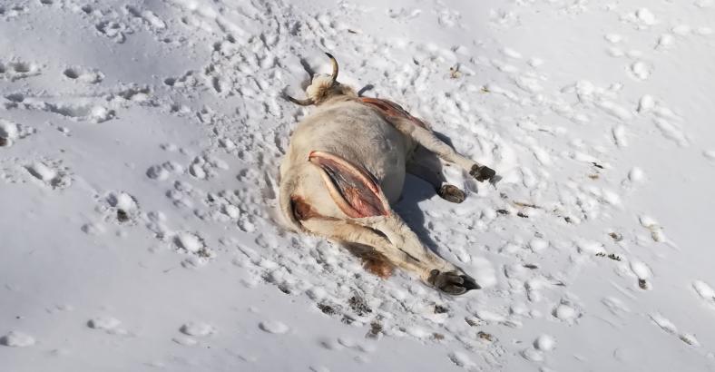 Cronaca Abruzzo - MALTEMPO E LUPI STERMINANO IN ABRUZZO MANDRIA BOVINI Cronaca Abruzzo - MALTEMPO E LUPI STERMINANO IN ABRUZZO MANDRIA BOVINI