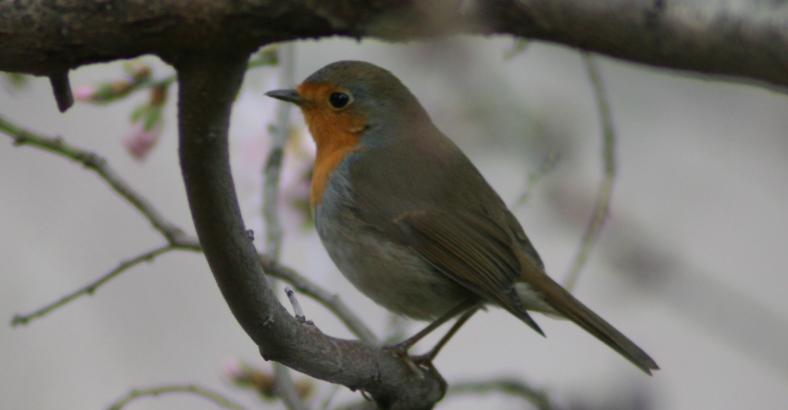 Cronaca Abruzzo - MALTEMPO: WWF, CONSIGLI PER TUTELARE UCCELLINI Cronaca Abruzzo - MALTEMPO: WWF, CONSIGLI PER TUTELARE UCCELLINI