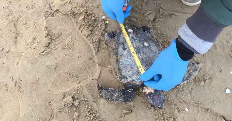 Ultime notizie di Ambiente in Abruzzo - 14 TARTARUGHE TROVATE MORTE SU SPIAGGE ABRUZZO Ultime notizie di Ambiente in Abruzzo - 14 TARTARUGHE TROVATE MORTE SU SPIAGGE ABRUZZO