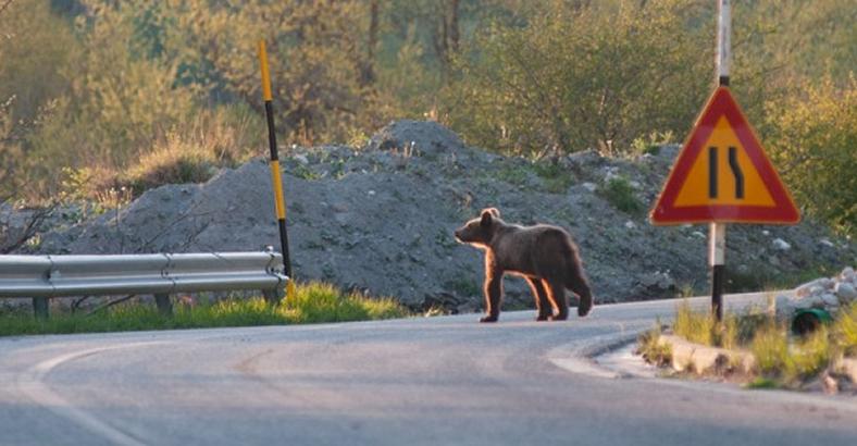 Ambiente Abruzzo - ORSO: PARCO ABRUZZO PRESENTA LIFE SAFE CROSSING Ambiente Abruzzo - ORSO: PARCO ABRUZZO PRESENTA LIFE SAFE CROSSING