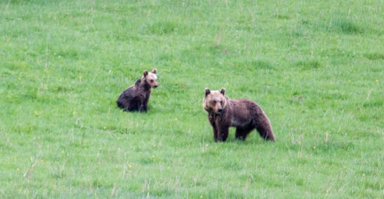 Ambiente Abruzzo - PARCO ABRUZZO: 11 NUOVI CUCCIOLI DI ORSO Ambiente Abruzzo - PARCO ABRUZZO: 11 NUOVI CUCCIOLI DI ORSO