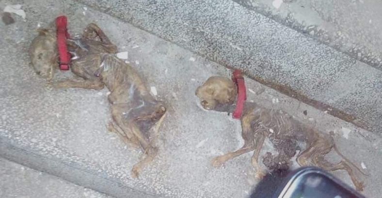Cronaca Abruzzo - ANIMALI: CARAMANICA(RA), ECCO COSA NASCONDE EX MANICOMIO Cronaca Abruzzo - ANIMALI: CARAMANICA(RA), ECCO COSA NASCONDE EX MANICOMIO