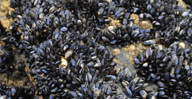 Cronaca Abruzzo - ALIMENTAZIONE: ACCORDO ASL E GUARDIA COSTIERA SU PRODOTTI ITTICI Cronaca Abruzzo - ALIMENTAZIONE: ACCORDO ASL E GUARDIA COSTIERA SU PRODOTTI ITTICI