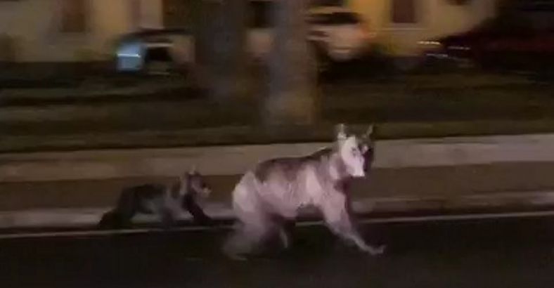 Ambiente Abruzzo - WWF SU SCOMPARSA CUCCIOLO DI ORSO A PESCASSEROLI Ambiente Abruzzo - WWF SU SCOMPARSA CUCCIOLO DI ORSO A PESCASSEROLI