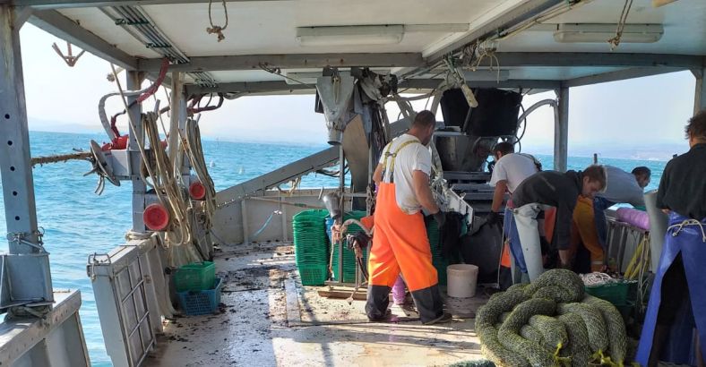 notizie Abruzzo - PESCA: ANOMALA MORIA DI COZZE NEL CHIETINO
