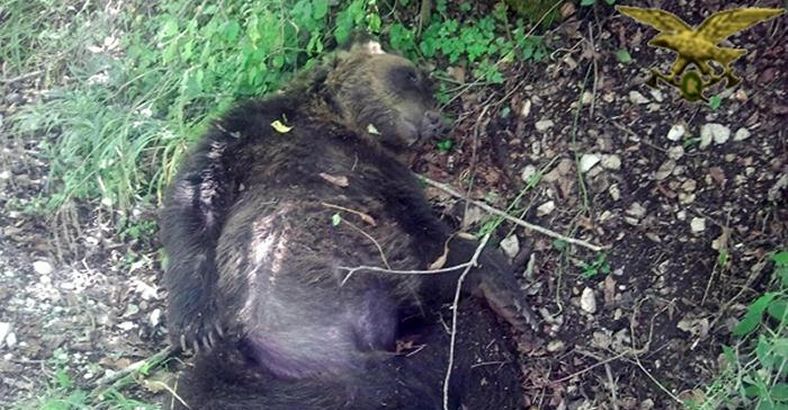 Cronaca Abruzzo - ORSO UCCISO A PETTORANO: DOMANI UDIENZA IN CORTE D'APPELLO Cronaca Abruzzo - ORSO UCCISO A PETTORANO: DOMANI UDIENZA IN CORTE D'APPELLO