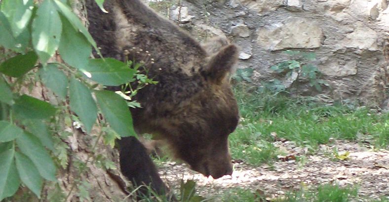 Ambiente Abruzzo - ORSO MARSICANO: CACCIA, SLO SU LEGGE LAZIO ATC FROSINONE 1 Ambiente Abruzzo - ORSO MARSICANO: CACCIA, SLO SU LEGGE LAZIO ATC FROSINONE 1