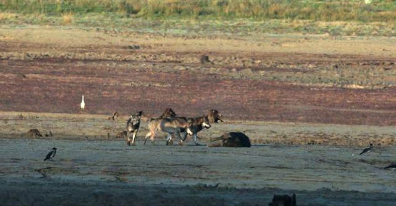 Ambiente Abruzzo - ABRUZZO: IBRIDI LUPO-CANE, PREDATORI O NECROFAGI? Ambiente Abruzzo - ABRUZZO: IBRIDI LUPO-CANE, PREDATORI O NECROFAGI?