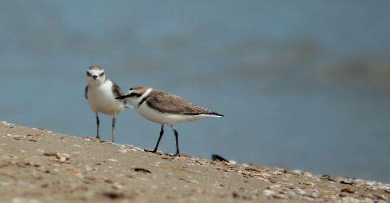 Ambiente Abruzzo - SAN VALENTINO: IL FRATINO AMOREGGIA SU SPIAGGE ABRUZZO Ambiente Abruzzo - SAN VALENTINO: IL FRATINO AMOREGGIA SU SPIAGGE ABRUZZO