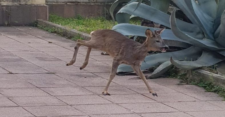 Cronaca Abruzzo - CAPRIOLO SI RIFUGIA IN QUESTURA, SOCCORSO DALLA POLIZIA Cronaca Abruzzo - CAPRIOLO SI RIFUGIA IN QUESTURA, SOCCORSO DALLA POLIZIA