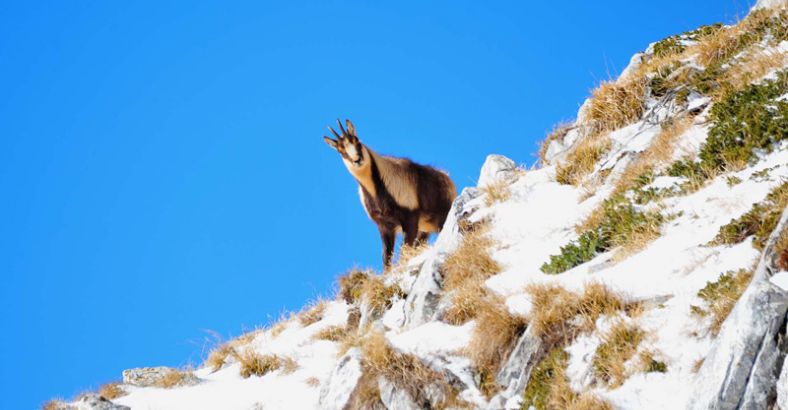 Ambiente Abruzzo - PARCO ABRUZZO: SANZIONI PER DISTURBO A CAMOSCI Ambiente Abruzzo - PARCO ABRUZZO: SANZIONI PER DISTURBO A CAMOSCI