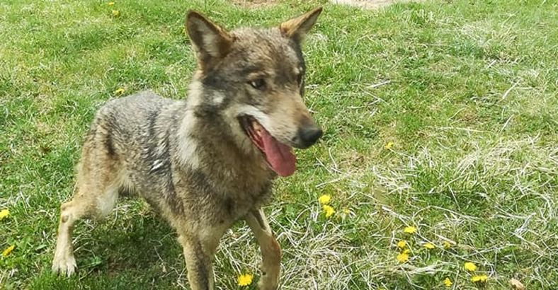 Ambiente Abruzzo - LUPA SALVATA NEL POZZO E' STATA RIMESSA IN LIBERTA' Ambiente Abruzzo - LUPA SALVATA NEL POZZO E' STATA RIMESSA IN LIBERTA'