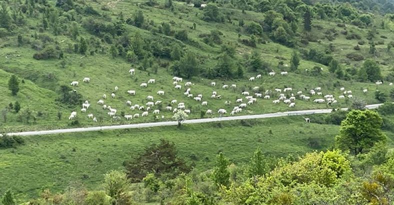 Ultime notizie di Ambiente in Abruzzo - PARCO ABRUZZO: DENUNCIATO ALLEVATORE PER PASCOLO ABUSIVO Ultime notizie di Ambiente in Abruzzo - PARCO ABRUZZO: DENUNCIATO ALLEVATORE PER PASCOLO ABUSIVO
