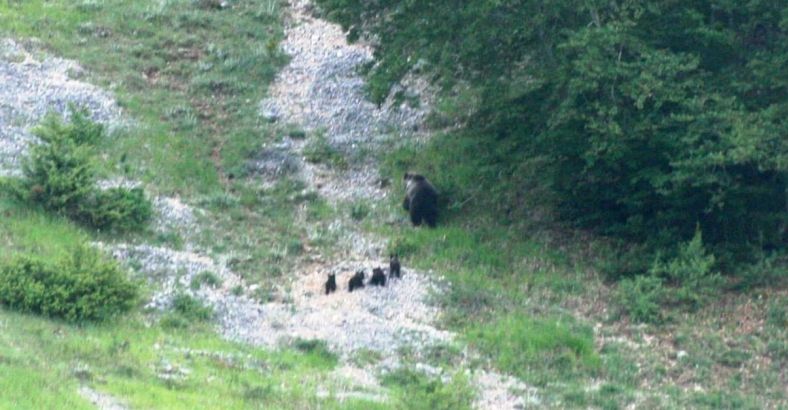 Ambiente Abruzzo - PARCO ABRUZZO: AVVISTATA ORSA CON 4 CUCCIOLI Ambiente Abruzzo - PARCO ABRUZZO: AVVISTATA ORSA CON 4 CUCCIOLI