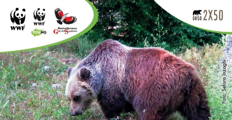 Ambiente Abruzzo - ORSO MARSICANO: WWF ABRUZZO CERCA VOLONTARI Ambiente Abruzzo - ORSO MARSICANO: WWF ABRUZZO CERCA VOLONTARI