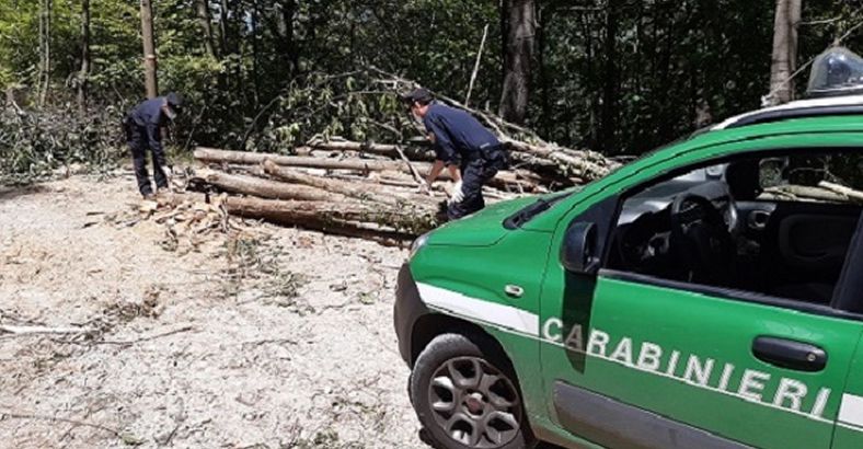 Cronaca Abruzzo - PARCO ABRUZZO: DENUNCIATA DITTA PER TAGLIO ABUSIVO ALBERI Cronaca Abruzzo - PARCO ABRUZZO: DENUNCIATA DITTA PER TAGLIO ABUSIVO ALBERI