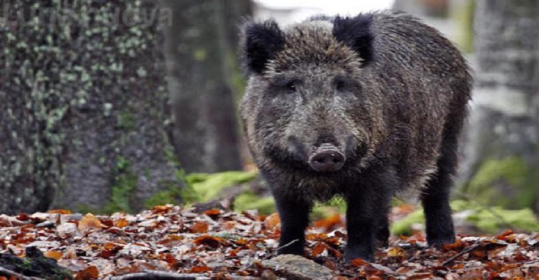 Cronaca Abruzzo - SICUREZZA ALIMENTARE: 4 CASI DI TRICHINELLA IN CARNI ABRUZZO Cronaca Abruzzo - SICUREZZA ALIMENTARE: 4 CASI DI TRICHINELLA IN CARNI ABRUZZO