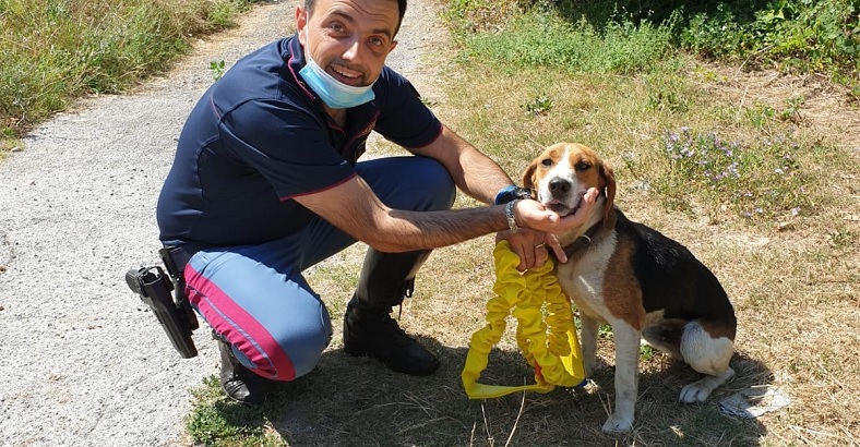Cronaca Abruzzo - POLSTRADA SALVA CUCCIOLO DI BEAGLE SULLA SS17 Cronaca Abruzzo - POLSTRADA SALVA CUCCIOLO DI BEAGLE SULLA SS17