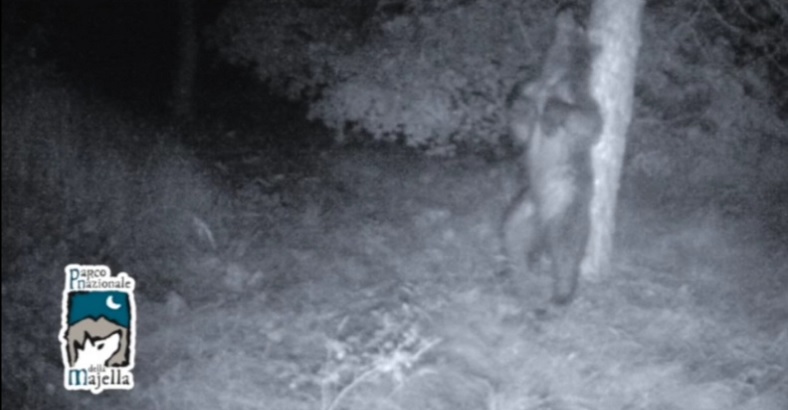 Ultime notizie di Ambiente in Abruzzo - ABRUZZO: FOTOGRAFATO ORSO MENTRE SI GRATTA SU UN ALBERO Ultime notizie di Ambiente in Abruzzo - ABRUZZO: FOTOGRAFATO ORSO MENTRE SI GRATTA SU UN ALBERO