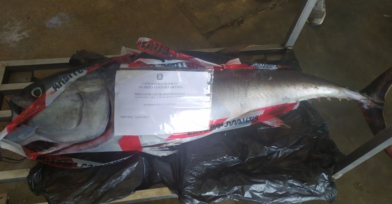 Cronaca Abruzzo - CAPITANERIA ORTONA SEQUESTRA TONNO ROSSO DA 52 KG Cronaca Abruzzo - CAPITANERIA ORTONA SEQUESTRA TONNO ROSSO DA 52 KG