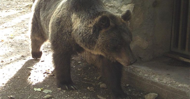 Politica Abruzzo - INDENNIZZO DANNI ORSO ABRUZZO, SIGLA PROTOCOLLO Politica Abruzzo - INDENNIZZO DANNI ORSO ABRUZZO, SIGLA PROTOCOLLO