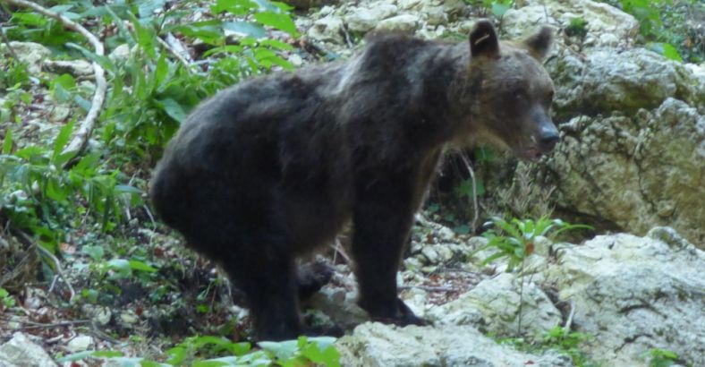 Ambiente Abruzzo - BRACCONAGGIO: SORPRESO A CACCIARE IN AREA PROTETTA, DENUNCIATO Ambiente Abruzzo - BRACCONAGGIO: SORPRESO A CACCIARE IN AREA PROTETTA, DENUNCIATO