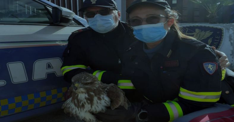 Ultime notizie di Cronaca in Abruzzo - POLSTRADA SALVA POIANA SULL'AUTOSTRADA A14 Ultime notizie di Cronaca in Abruzzo - POLSTRADA SALVA POIANA SULL'AUTOSTRADA A14