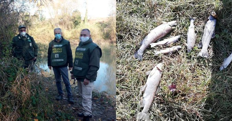 Ultime notizie di Ambiente in Abruzzo - MORIA DI TROTE IN FIUME PESCARA, ACCERTAMENTI IN CORSO Ultime notizie di Ambiente in Abruzzo - MORIA DI TROTE IN FIUME PESCARA, ACCERTAMENTI IN CORSO