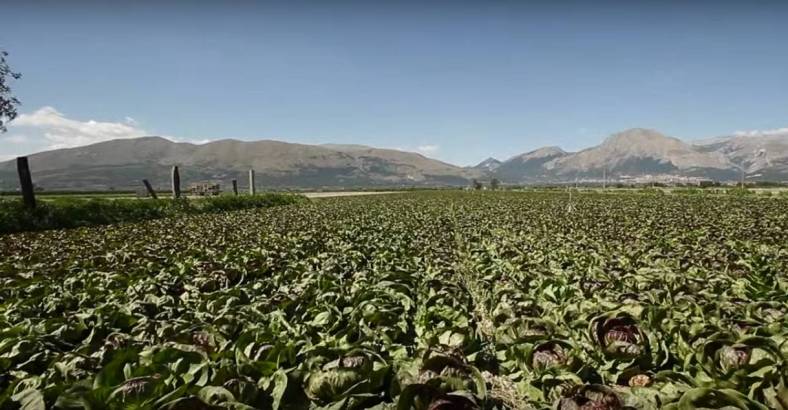 Ultime notizie di Economia in Abruzzo - AGRICOLTURA: COVALPA E AMPP STABILIZZANO IN ABRUZZO 26 ADDETTI Ultime notizie di Economia in Abruzzo - AGRICOLTURA: COVALPA E AMPP STABILIZZANO IN ABRUZZO 26 ADDETTI