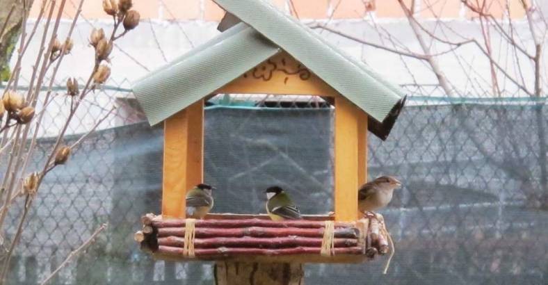 notizie Abruzzo - INVERNO: CONSIGLI WWF PER AIUTARE PICCOLI UCCELLI