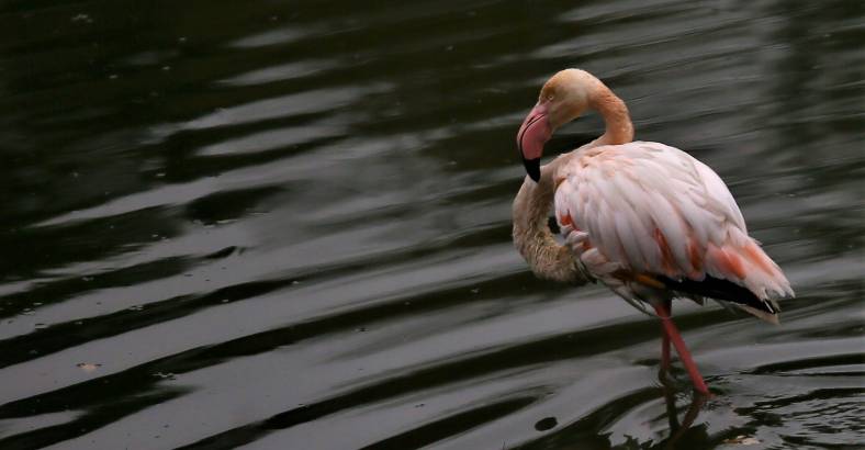 notizie Abruzzo - FENICOTTERO ROSA TROVATO MORTO IN LAGO ABRUZZO