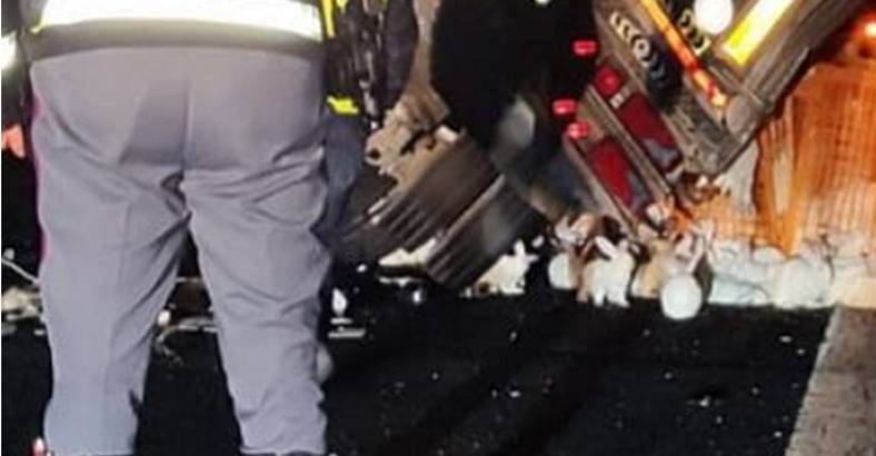 notizie Abruzzo - RIMORCHIO SI RIBALTA SULLA A14, INVASA DA CONIGLI